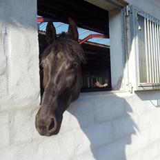 Anden særlig race Esmaralda