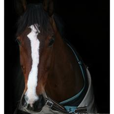 Dansk Varmblod Bøgegårdens "aladin"