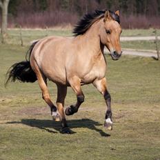 Anden særlig race Isabella<3