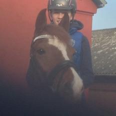 Tysk Sportspony Duchess [Heidi Vinderpony!] Solgt