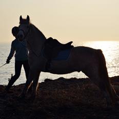 Anden særlig race Pasqual -My Unicorn-