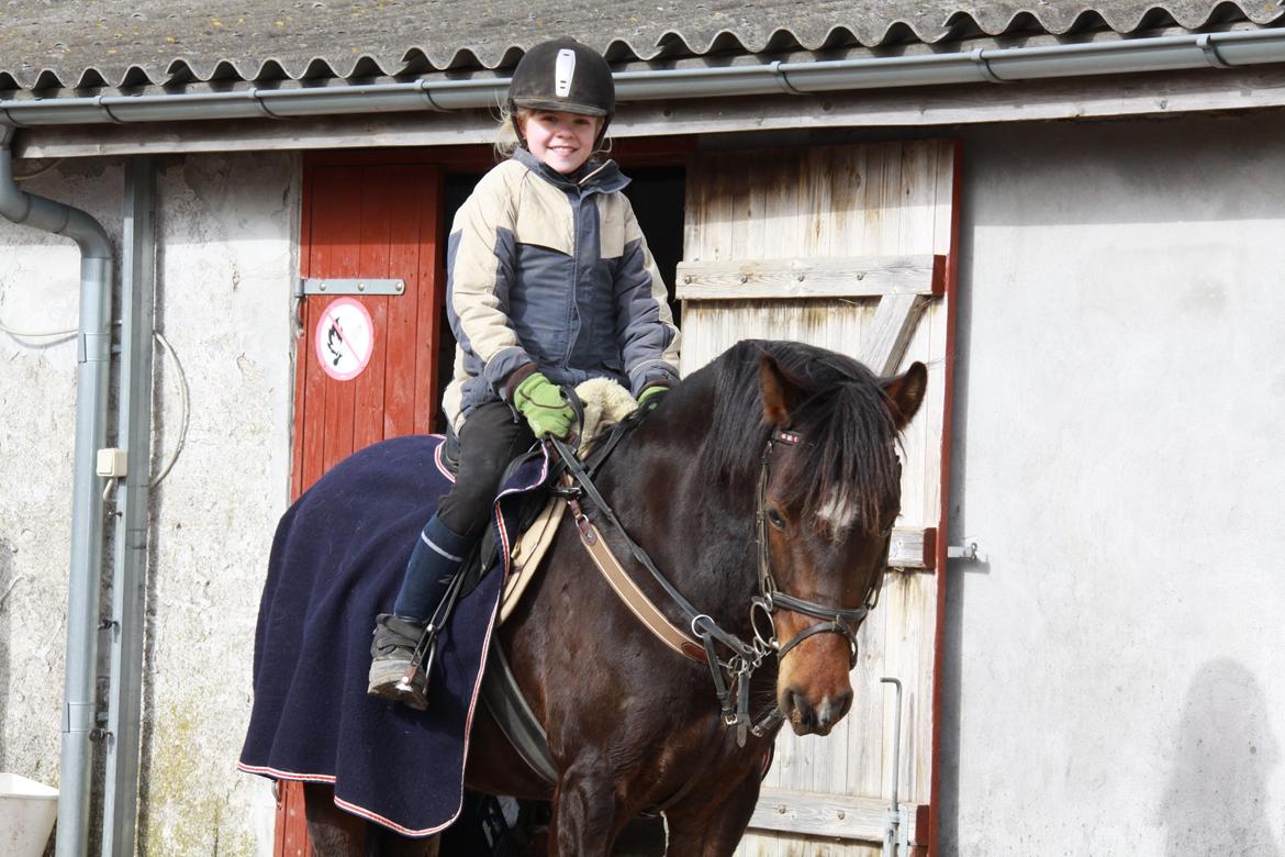 New Forest Egeballe's Lotus billede 8