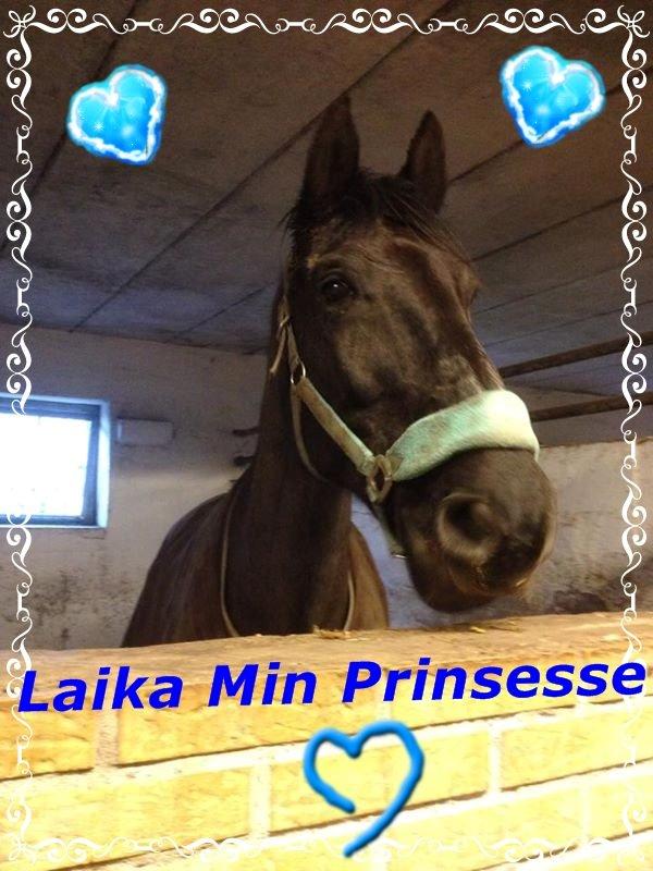 Anden særlig race Laika ( min prinsessen <3 ) død billede 10