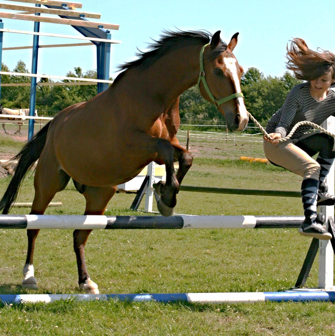 Anden særlig race Ponylands All Star † 06.12.2011 - verdens bedste pony. savner dig og vil aldrig glemme dig <3 billede 18