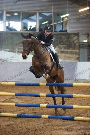 Holstener Quite la bryere billede 19