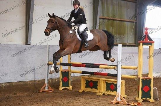 Holstener Quite la bryere billede 8