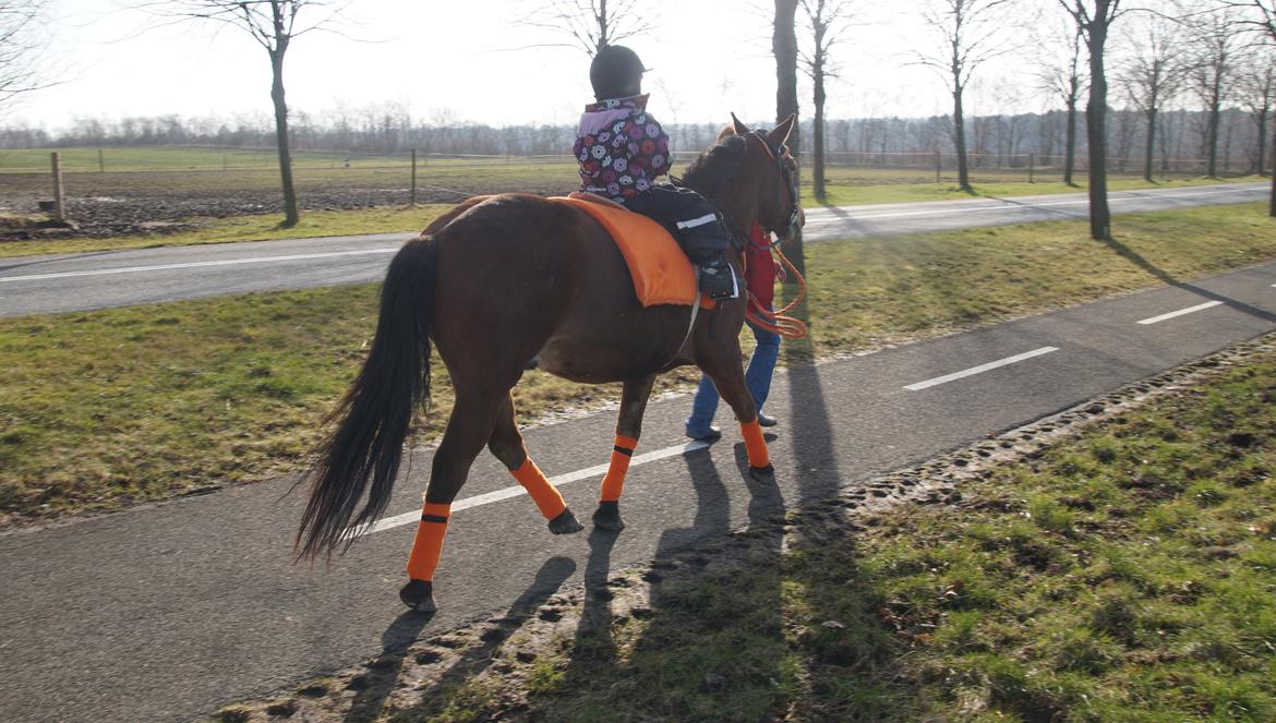 Gotlandsruss Herting - Tess og Herting den 23-2-14 billede 16