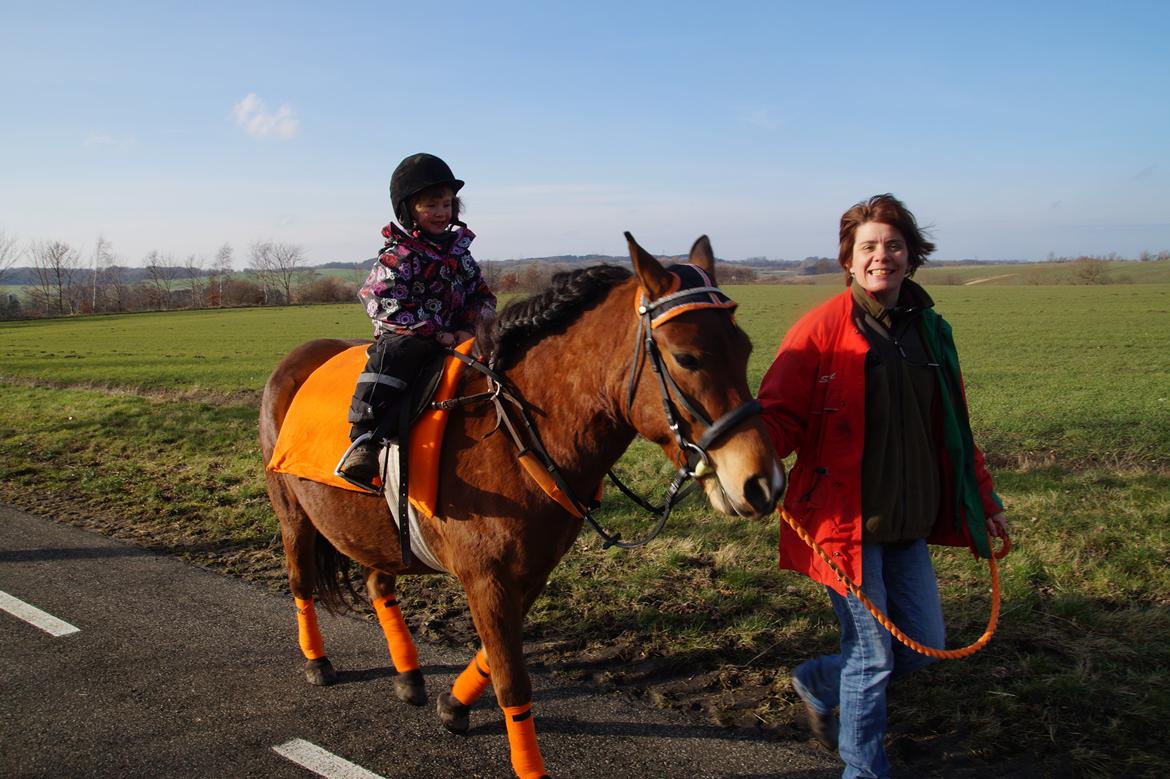 Gotlandsruss Herting - Tess,mor og Herting den 23-2-14 billede 17