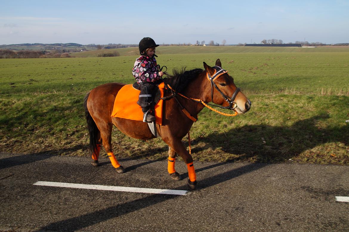Gotlandsruss Herting - Tess og Herting den 23-2-14 billede 18