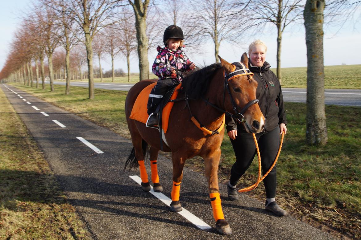 Gotlandsruss Herting - Tess,Herting og Linea den 23-2-14 billede 19