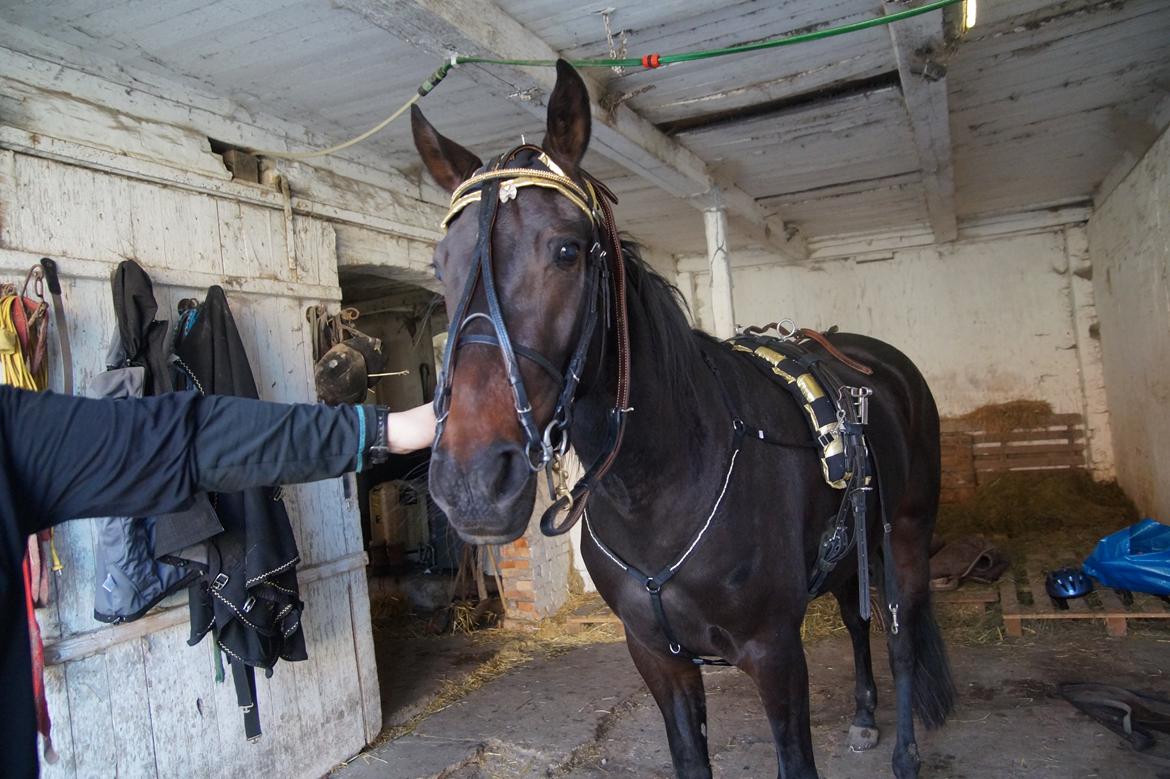 Traver Walkabout - guld hoppen Walkabout billede 25