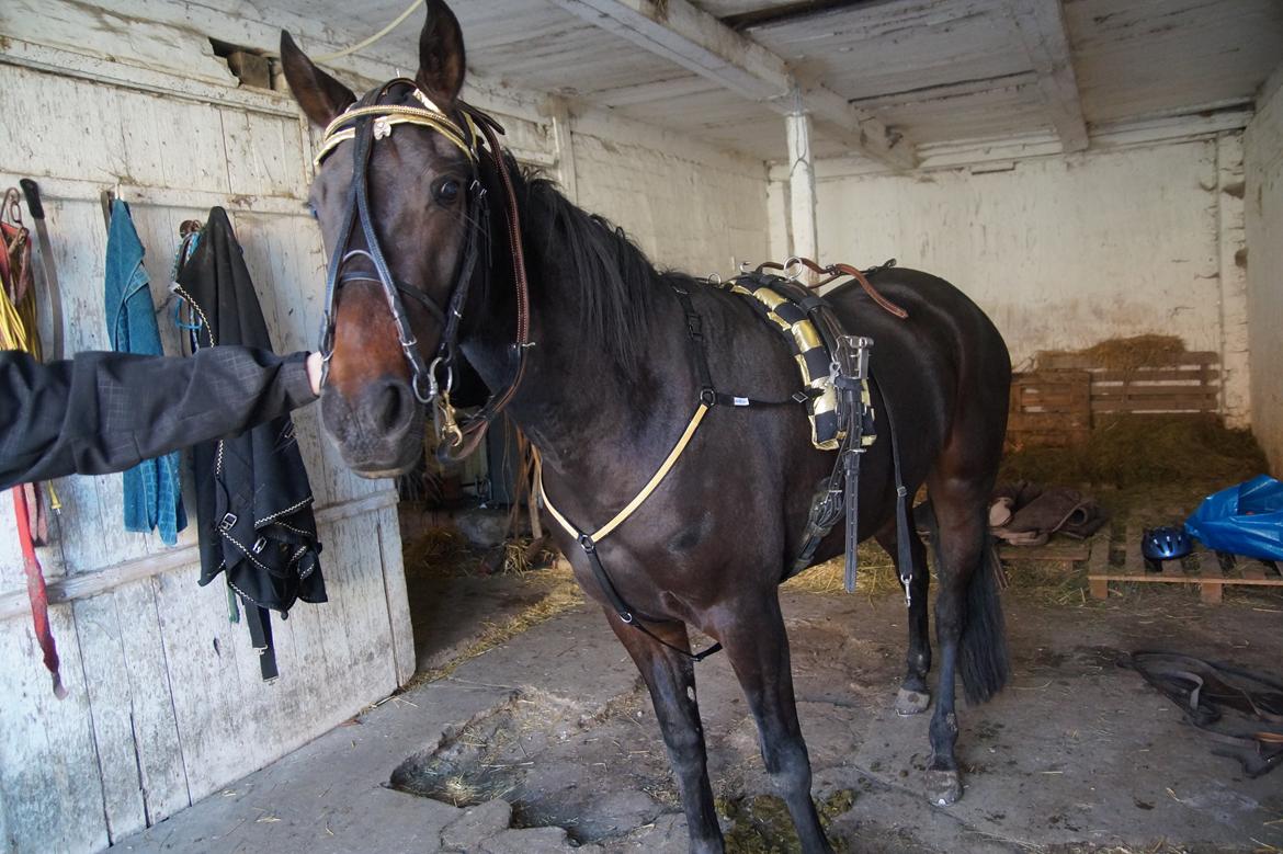 Traver Walkabout - Walkabout billede 26