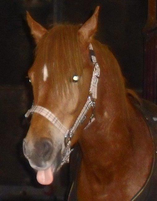 Arabisk fuldblod (OX) KI Gharib ox *Ribber* - *SOLGT* billede 22