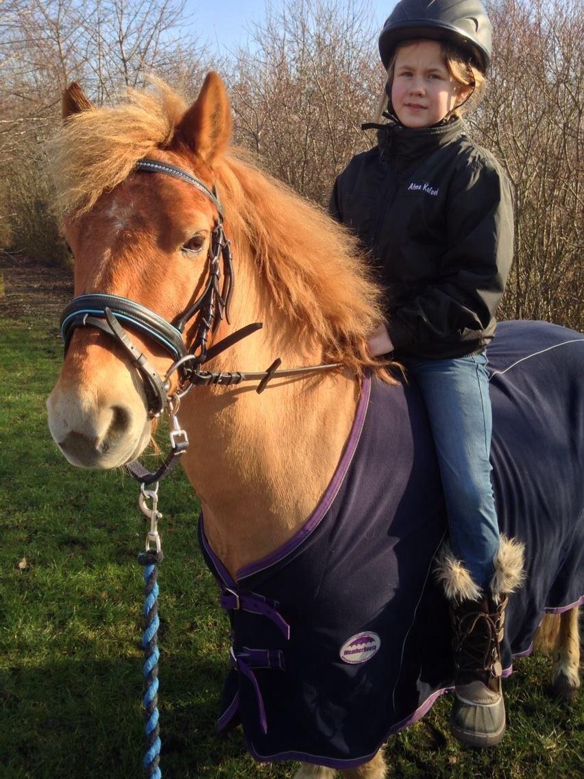 Gotlandsruss Prins billede 9