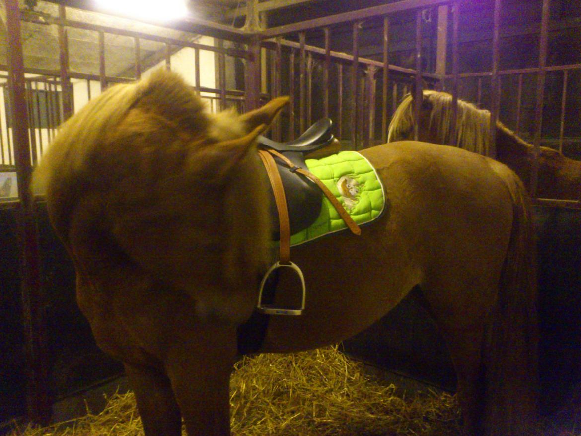 Arabisk fuldblod (OX) KI Gharib ox *Ribber* - *SOLGT* billede 21