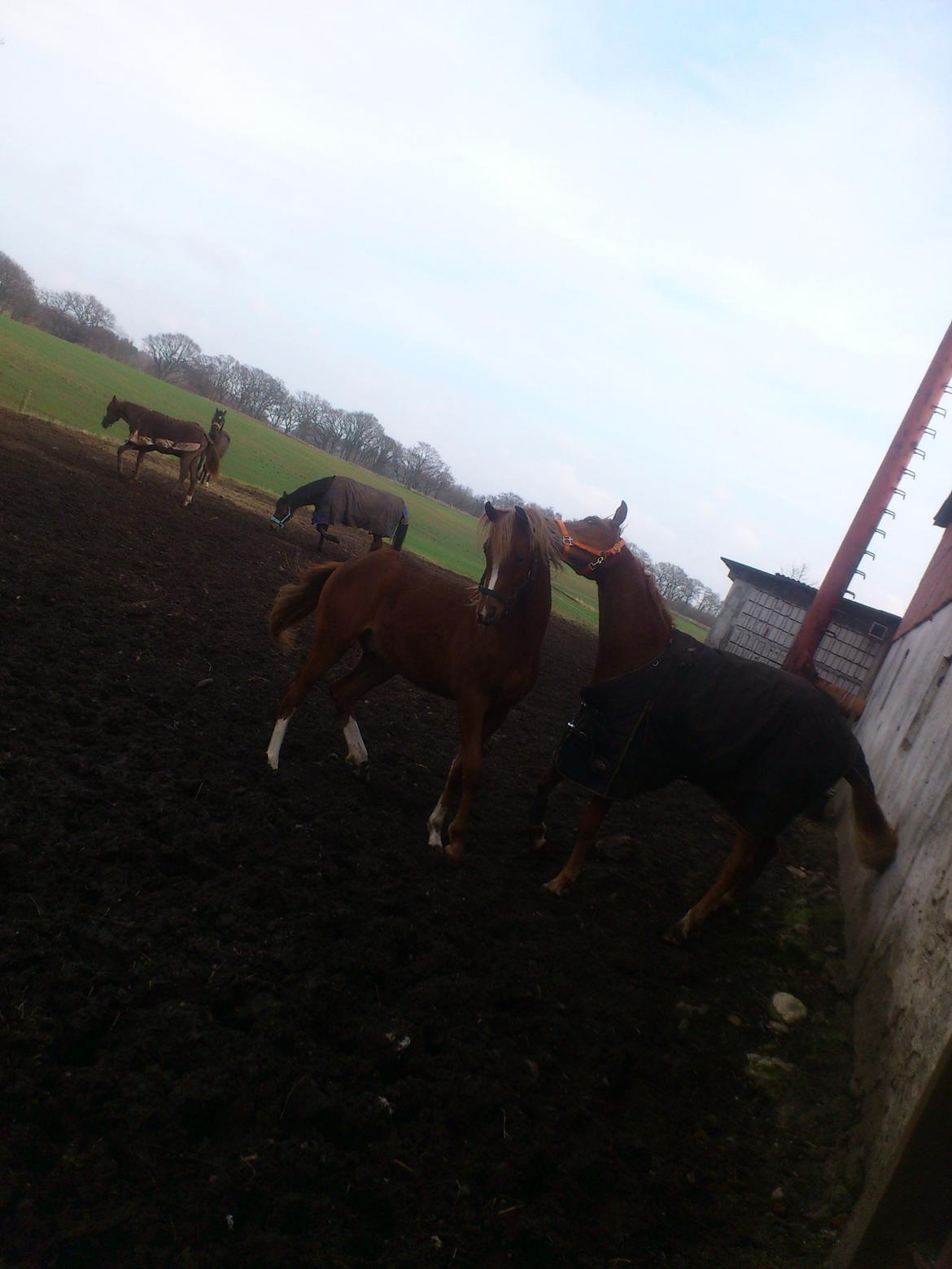 Arabisk fuldblod (OX) KI Gharib ox *Ribber* - *SOLGT* billede 23