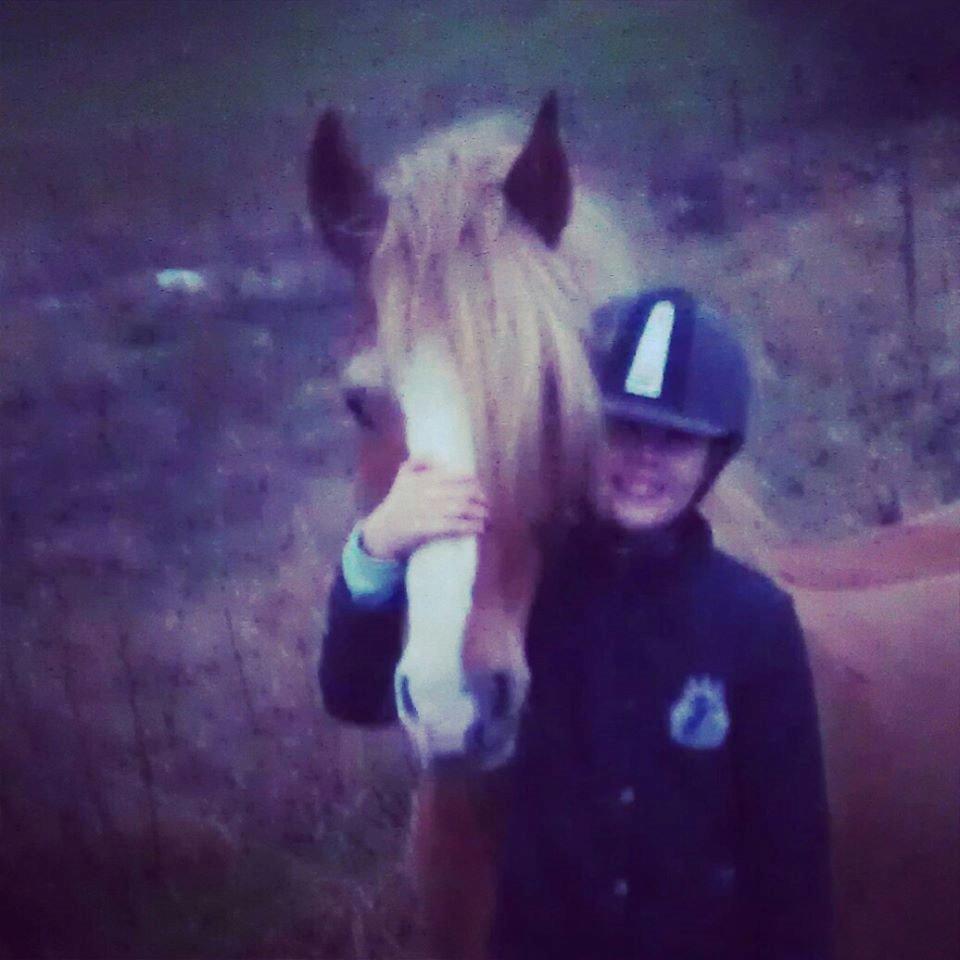 Welsh Cob (sec D) White Feet (White socks)(Sokke) billede 11