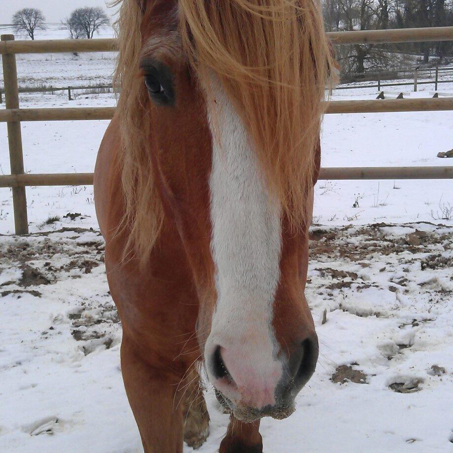 Welsh Cob (sec D) White Feet (White socks)(Sokke) billede 10