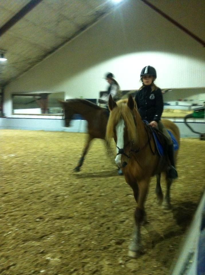 Welsh Cob (sec D) White Feet (White socks)(Sokke) billede 12