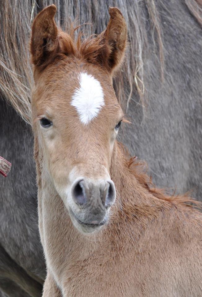 Arabisk fuldblod (OX) KI Gharib ox *Ribber* - *SOLGT* billede 13