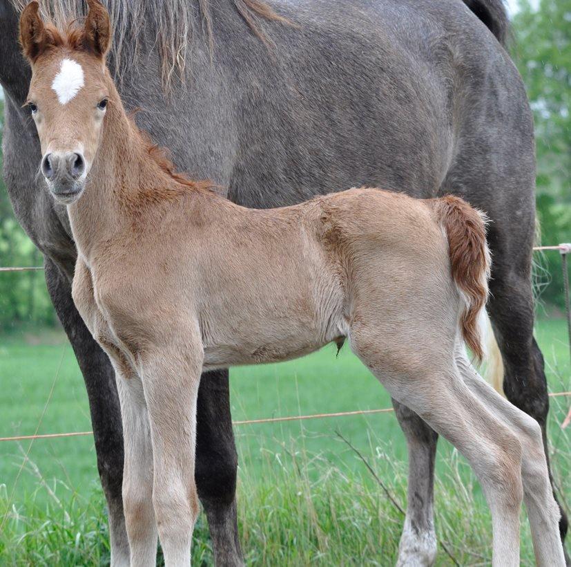 Arabisk fuldblod (OX) KI Gharib ox *Ribber* - *SOLGT* billede 12