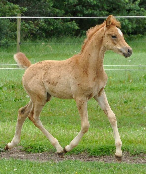 Arabisk fuldblod (OX) KI Gharib ox *Ribber* - *SOLGT* billede 14