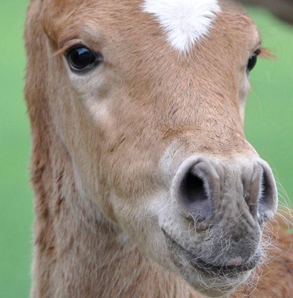 Arabisk fuldblod (OX) KI Gharib ox *Ribber* - *SOLGT* billede 11