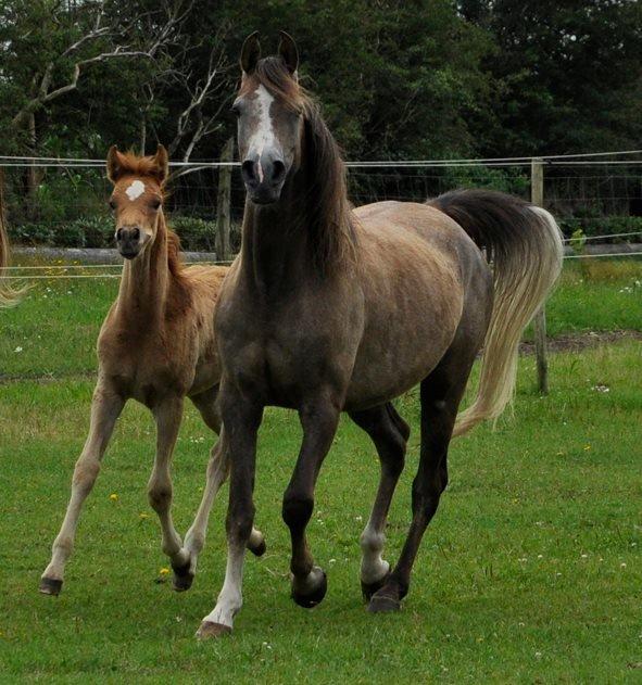 Arabisk fuldblod (OX) KI Gharib ox *Ribber* - *SOLGT* billede 15