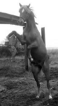 Arabisk fuldblod (OX) KI Gharib ox *Ribber* - *SOLGT* billede 24