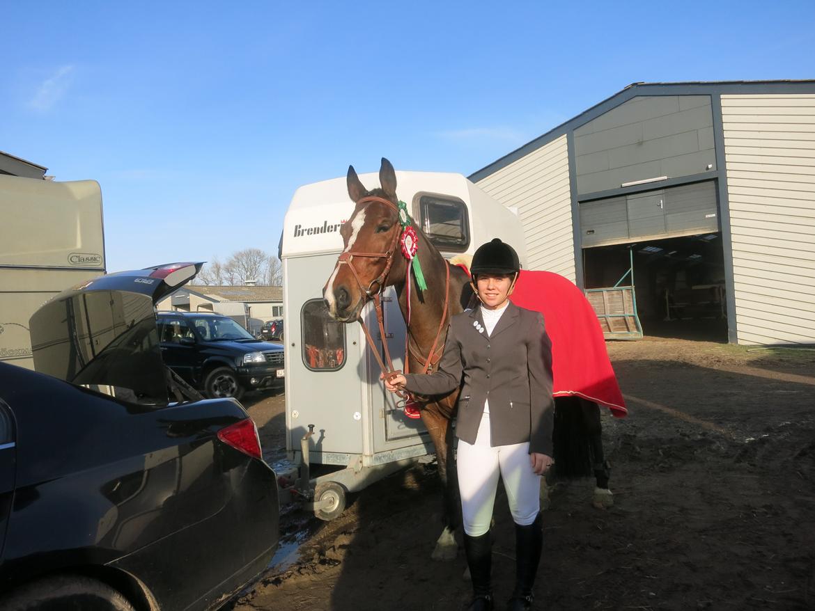 Dansk Varmblod Arianna billede 5