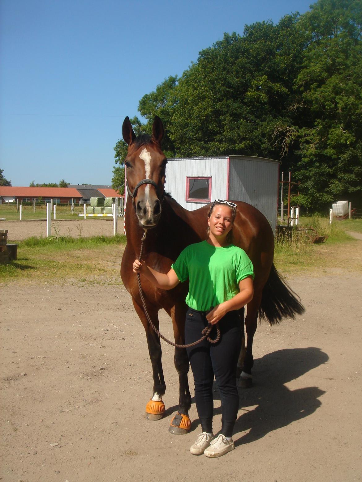 Dansk Varmblod Arianna billede 7