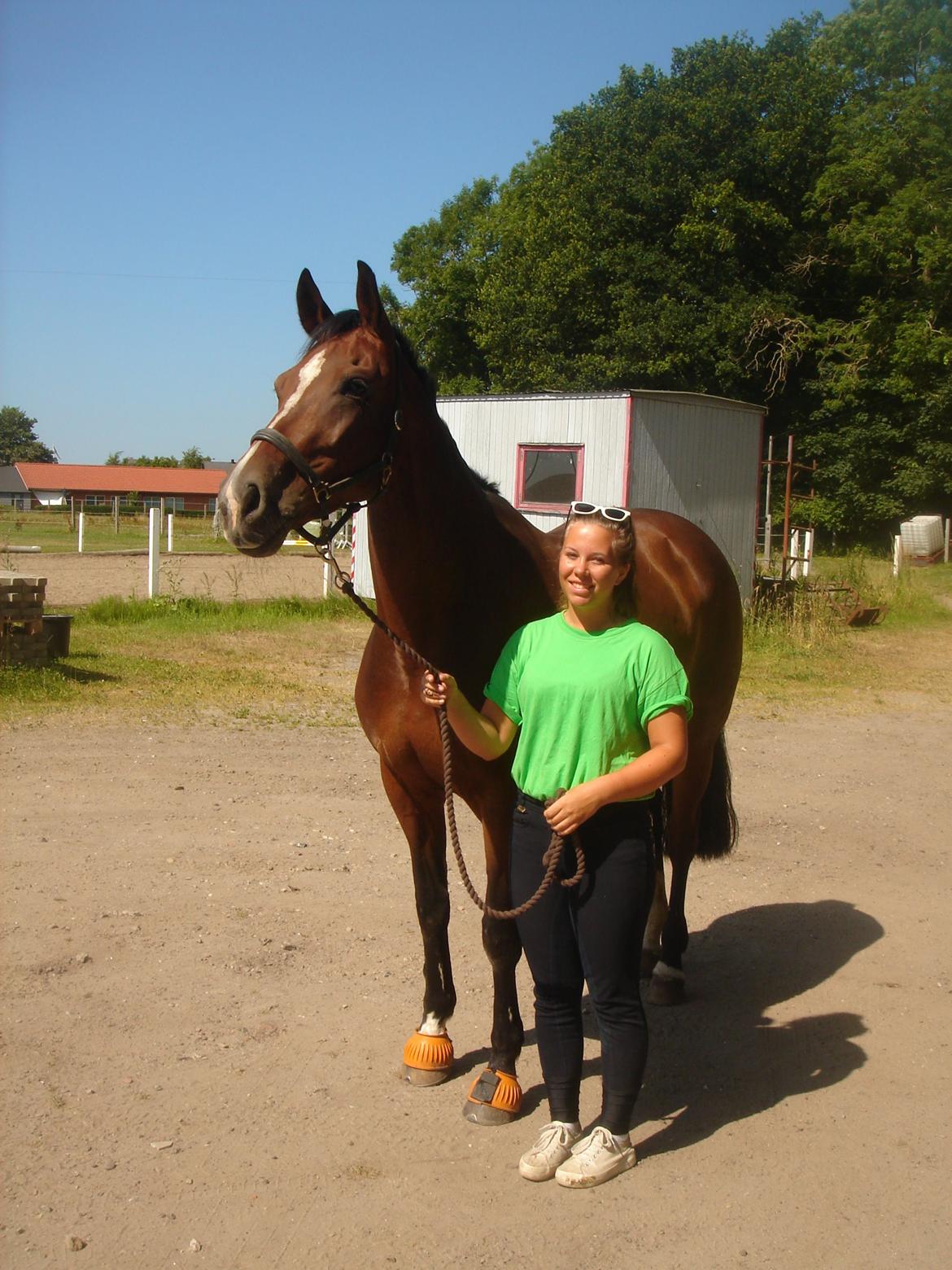 Dansk Varmblod Arianna billede 10