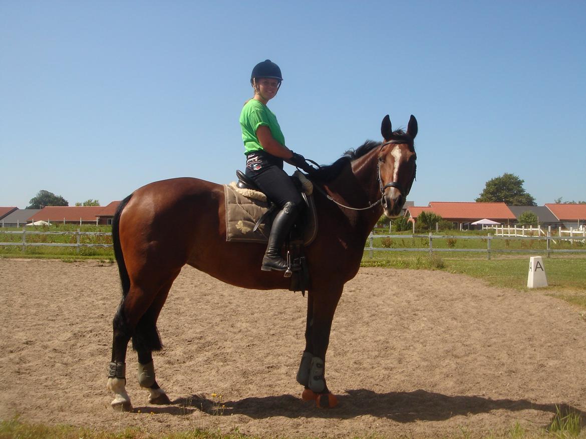 Dansk Varmblod Arianna billede 15