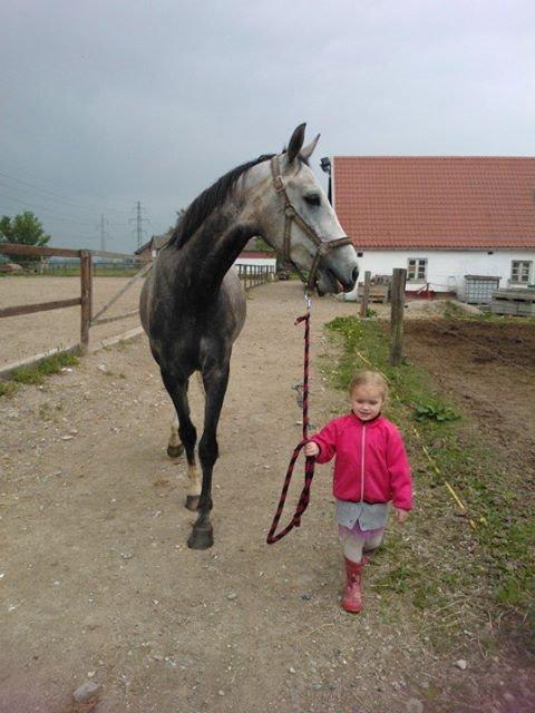 Dansk Varmblod Saxo Special billede 3