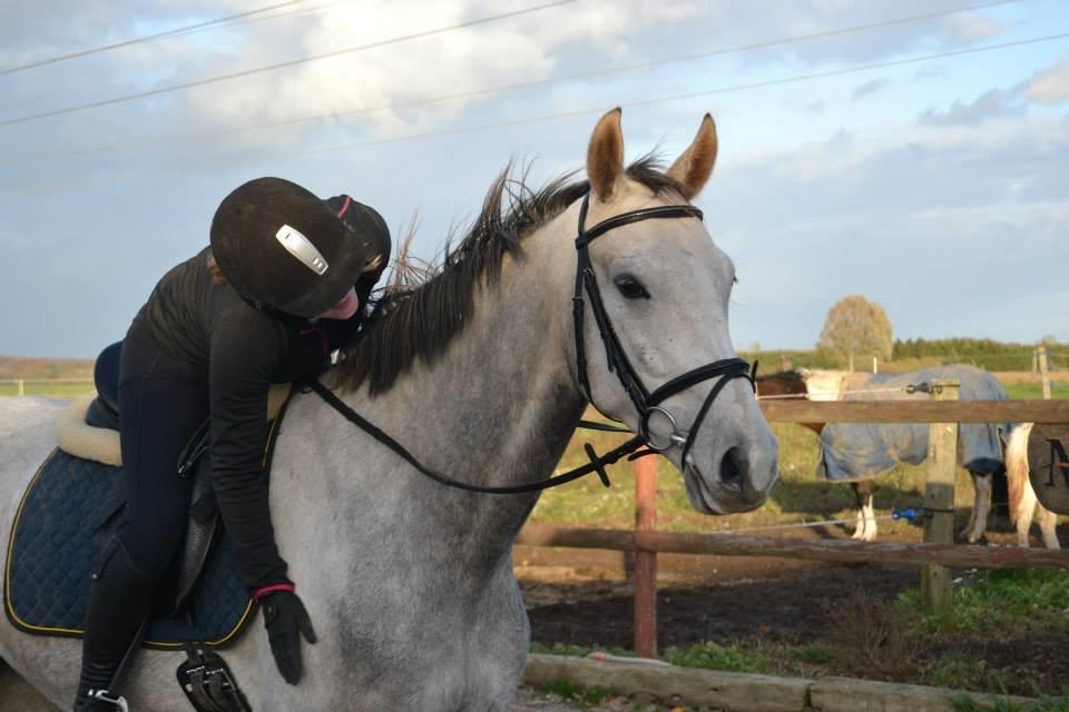 Dansk Varmblod Saxo Special billede 4