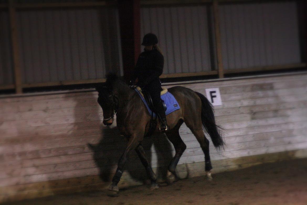 Dansk Varmblod Carismo billede 8