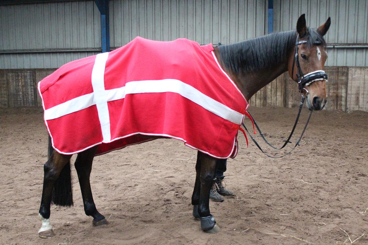 Hollandsk Varmblod Ruby - Dansker-hesten :) billede 6