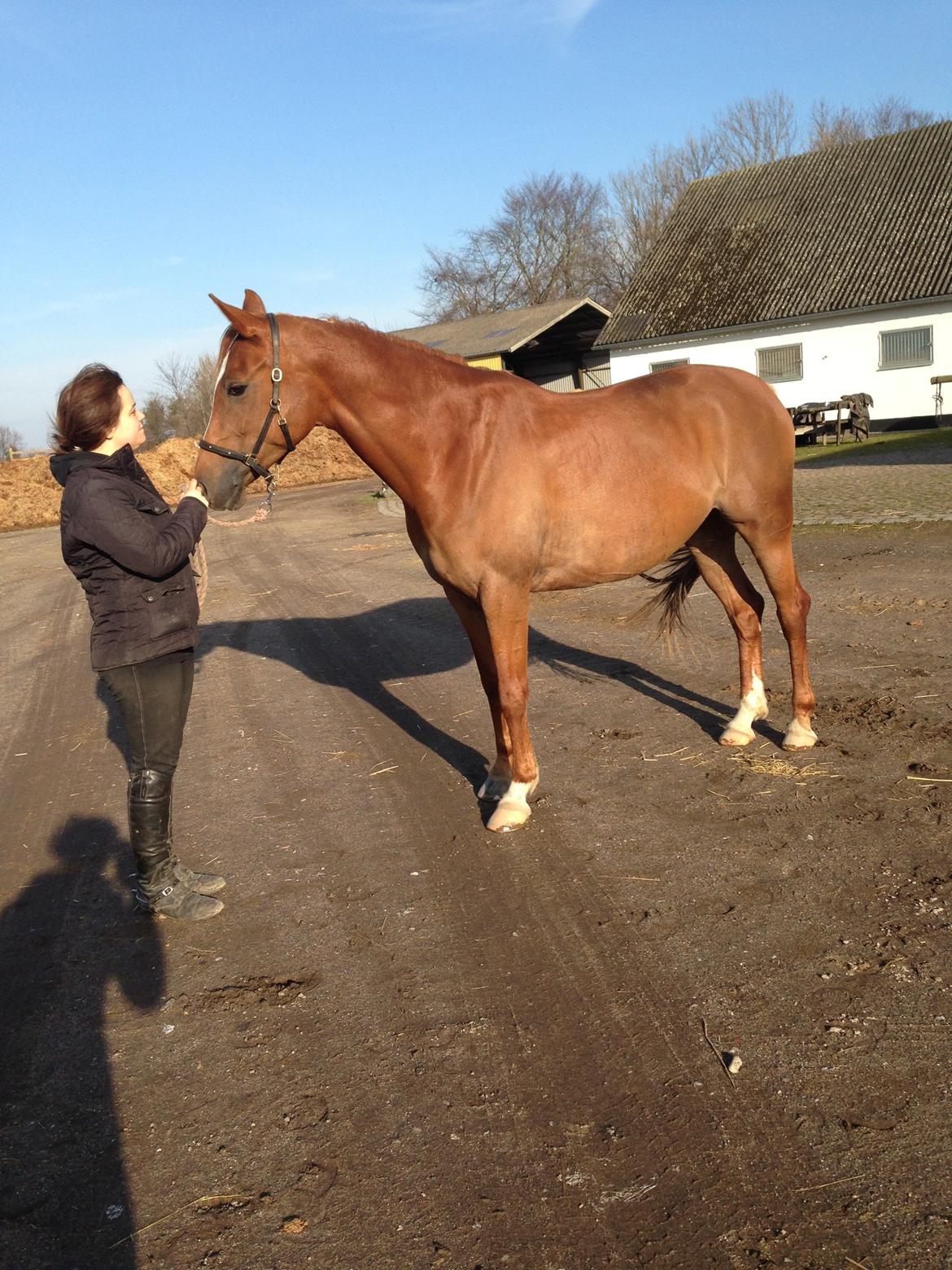 Sportsaraber (A) Selina billede 17