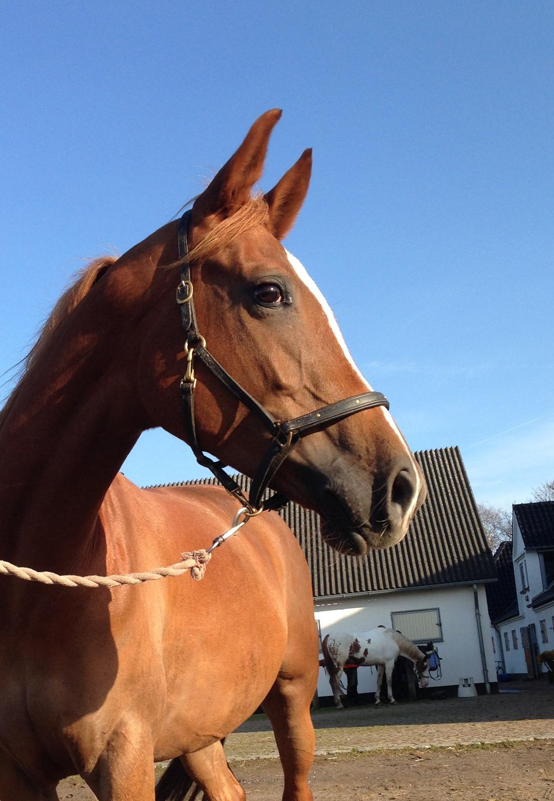 Sportsaraber (A) Selina billede 2