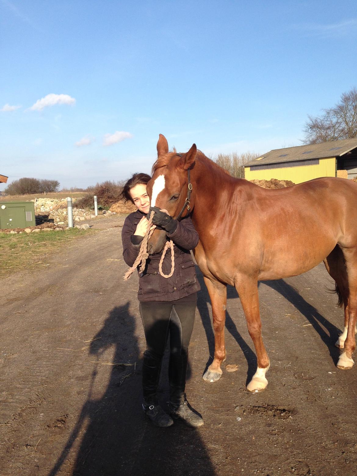 Sportsaraber (A) Selina billede 18