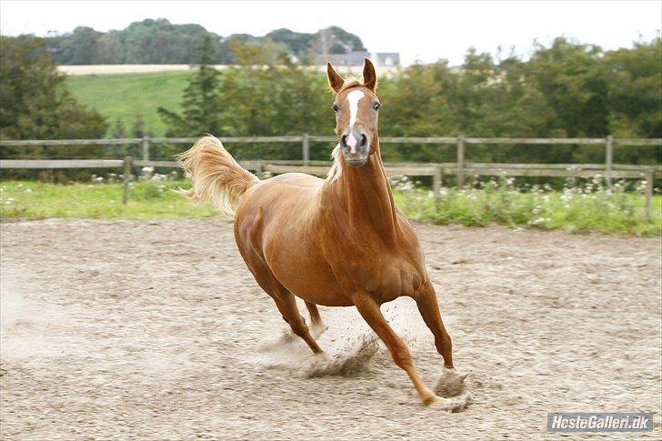 Sportsaraber (A) Selina billede 19