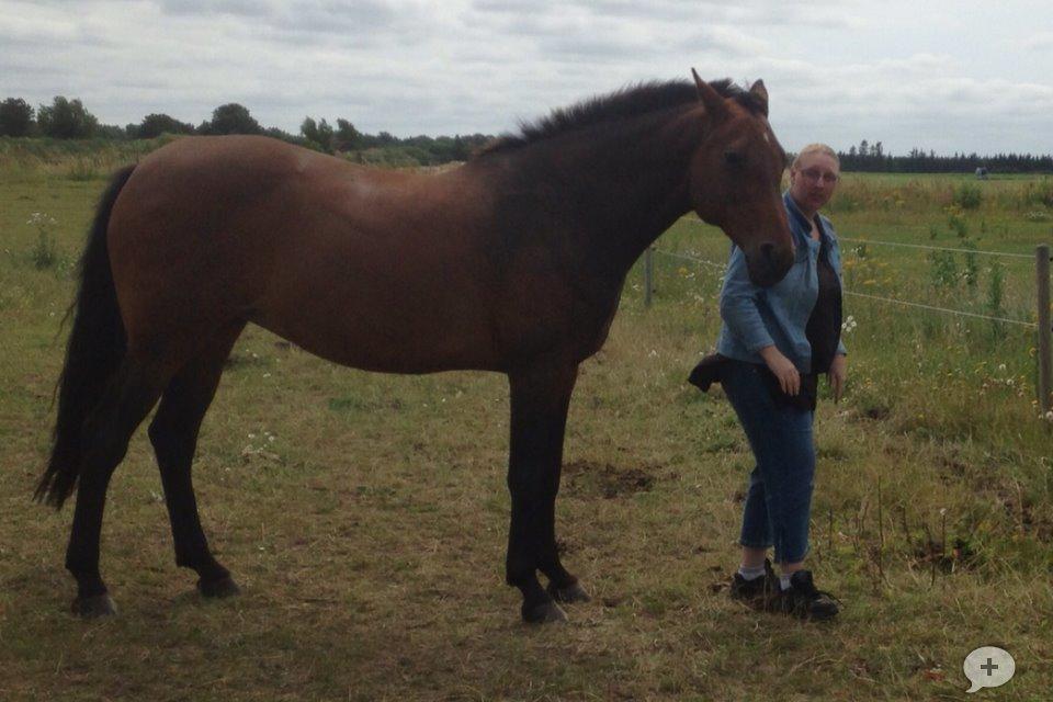 Dansk Varmblod Kastanje H. Himmelhest - Dejligt når mor hygger lidt billede 4