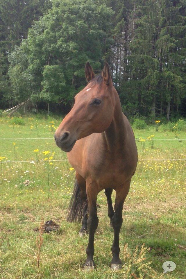 Dansk Varmblod Kastanje H. Himmelhest - Livet er nu dejligt billede 3