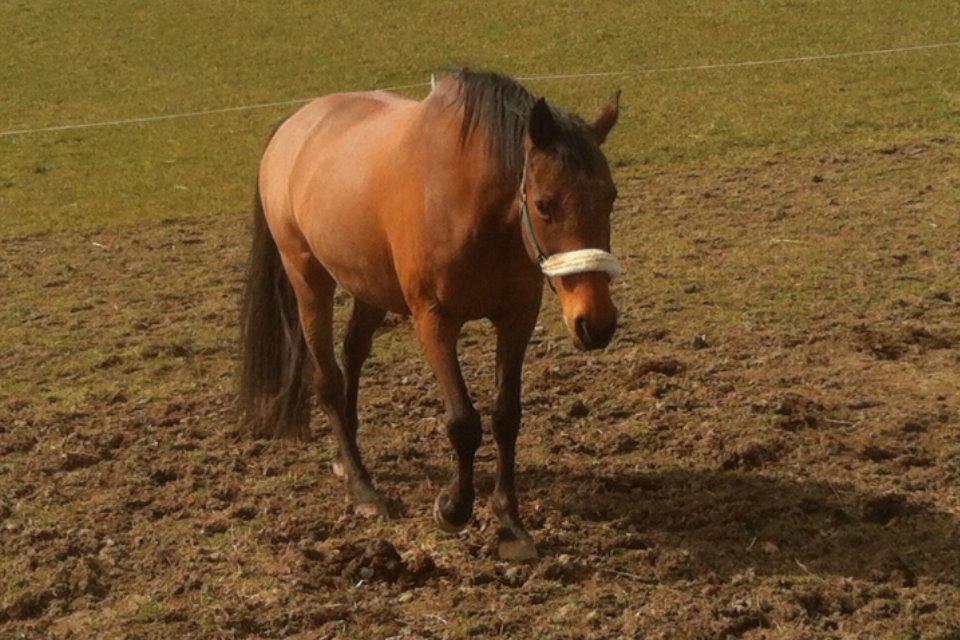 Dansk Varmblod Kastanje H. Himmelhest - Op af bakke det går billede 5