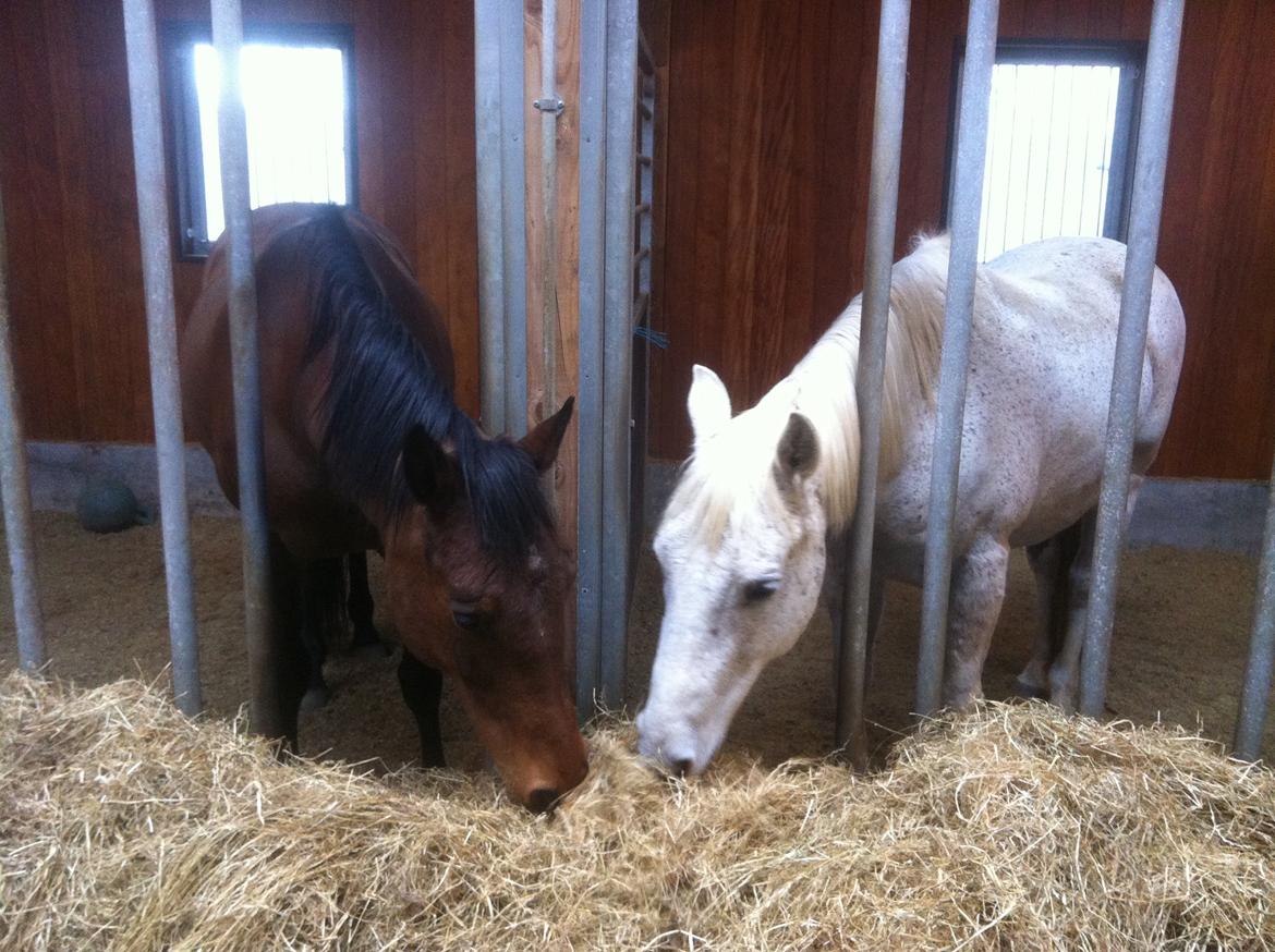 Dansk Varmblod Kastanje H. Himmelhest - Kastanje og hendes ven Shawa (himmelhest) billede 9