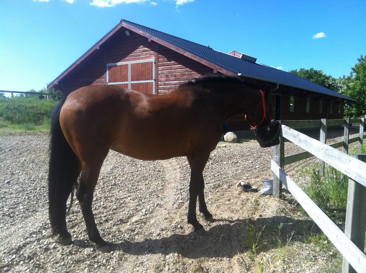 Dansk Varmblod Kastanje H. Himmelhest - Kastanje billede 1