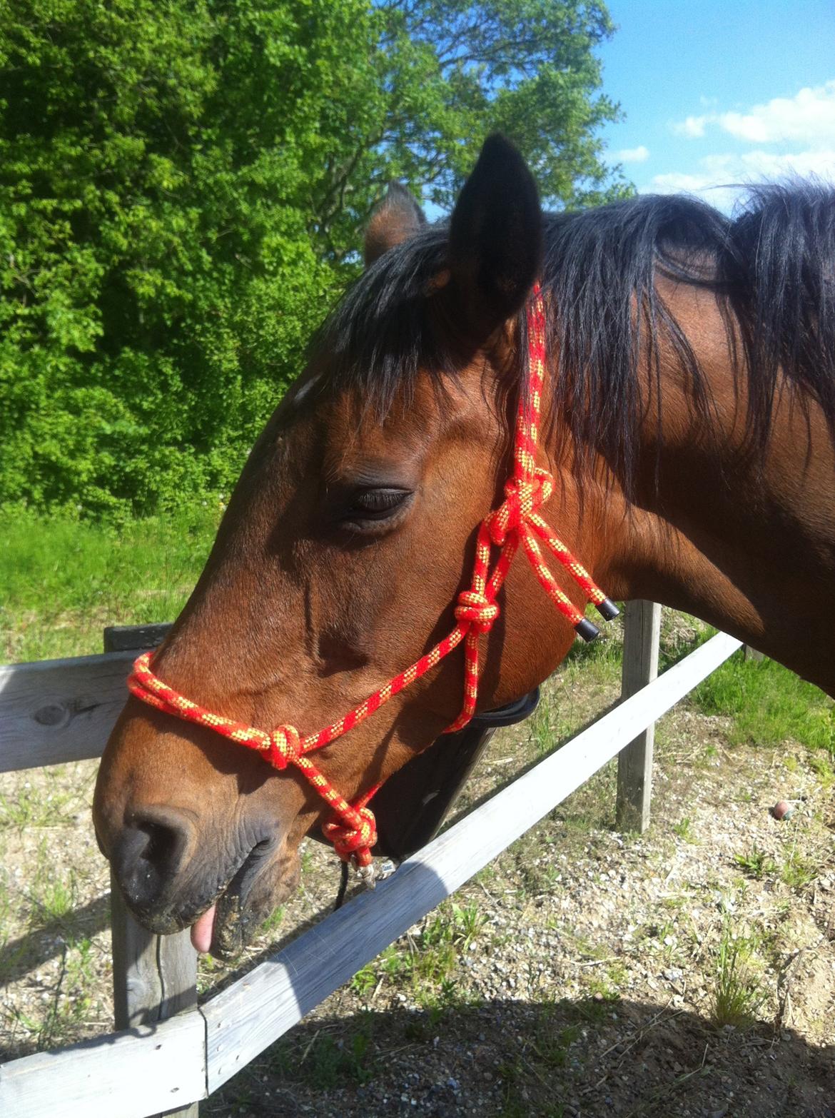 Dansk Varmblod Kastanje H. Himmelhest - Nyder sommersolen billede 6