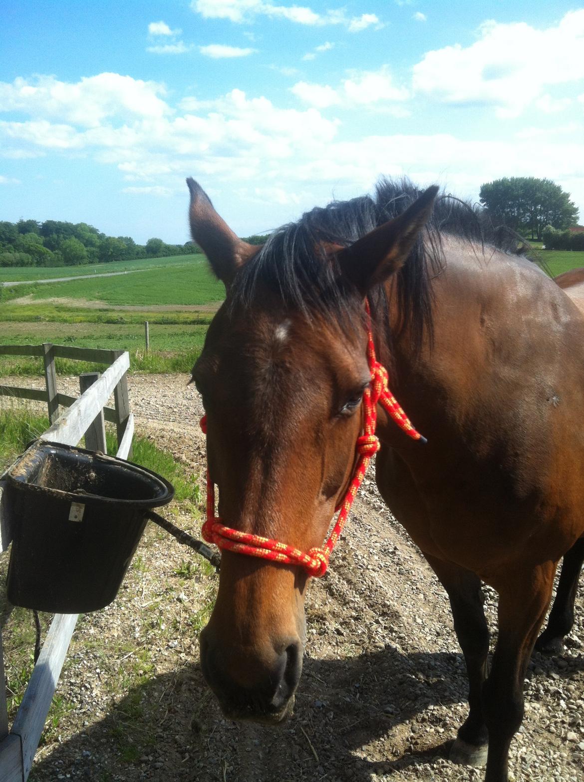Dansk Varmblod Kastanje H. Himmelhest - Tager du nu billeder igen? billede 7