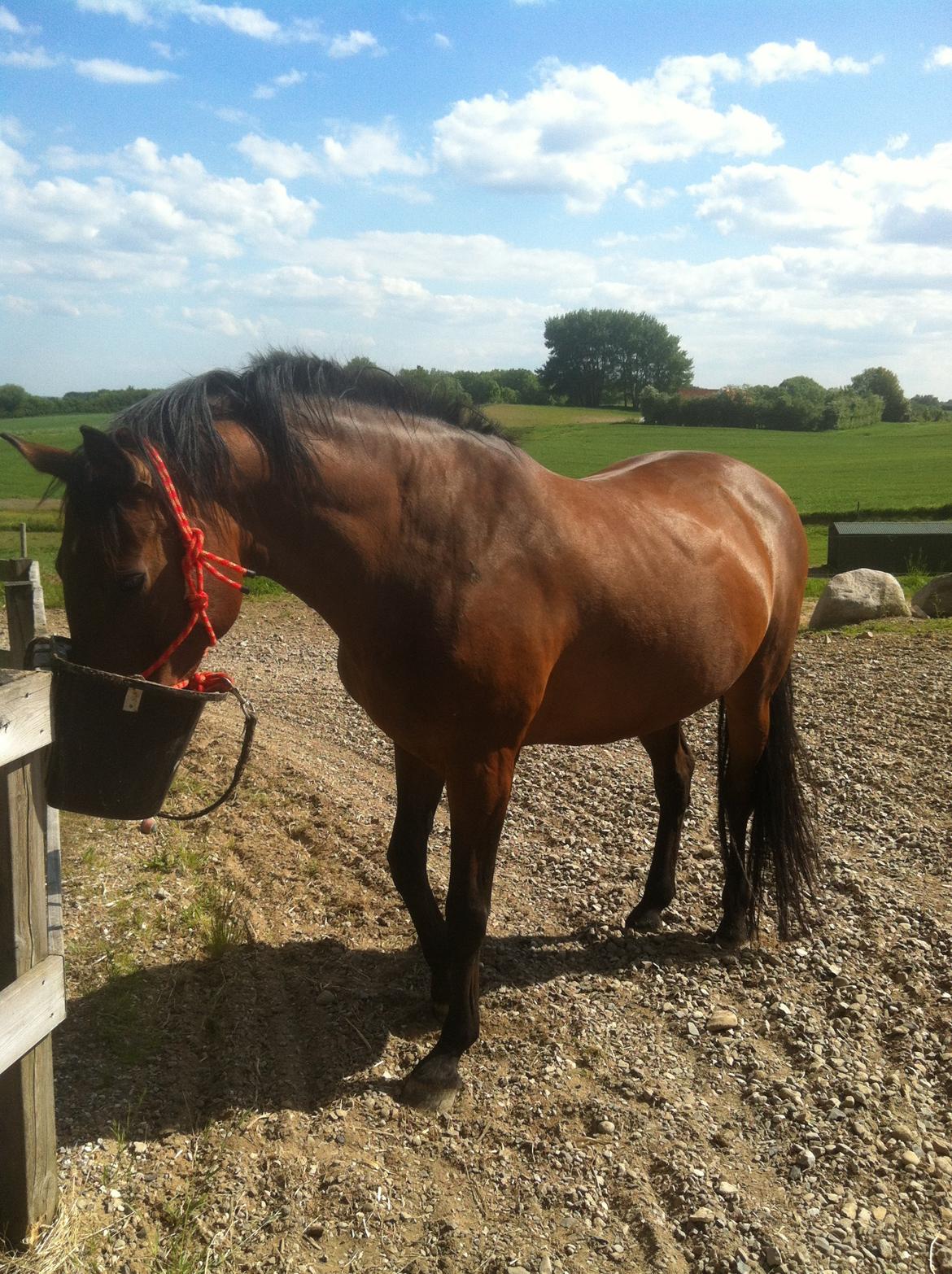 Dansk Varmblod Kastanje H. Himmelhest - Godt med lidt at spise billede 8