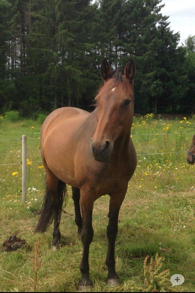Dansk Varmblod Kastanje H. Himmelhest - Kastanje nyder livet på bondegården billede 2